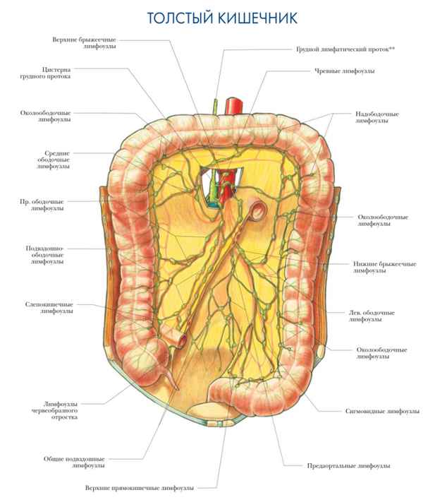 Возрастная анатомия лимфатического русла толстой кишки у человека
