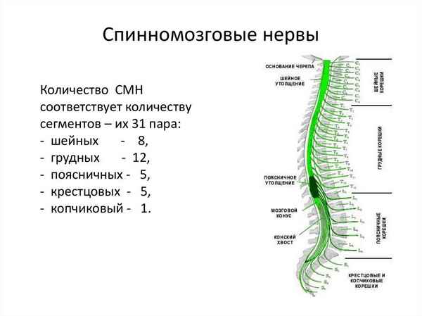 Морфологическая хаpaктеристика нервных клеток поясничных спинномозговых узлов человека у новорожденных