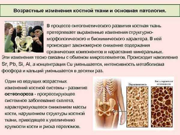 Возрастные изменения минерального состава костной ткани у женщин Карелии