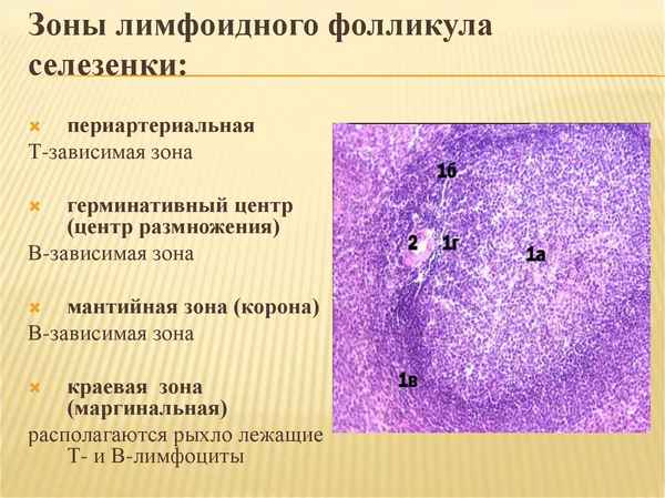 Морфофункциональные изменения эпителиоцитов волосяных фолликулов кожи морских свинок при воздействии рентгеновского излучения