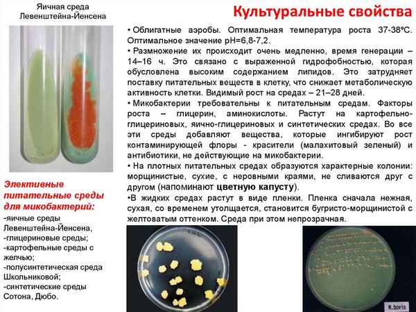 Штаммовые отличия Yersinia pestis по чувствительности к бактерицидному действию полимиксина В