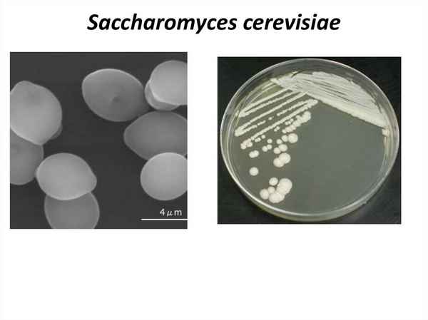 Исследование структурно-функциональных свойств глюкоамилазы из дрожжей saccharomyces cerevisiae