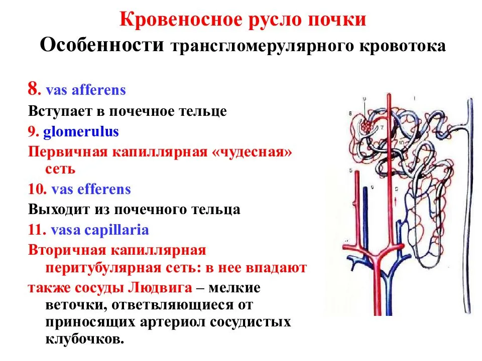 Морфологическая хаpaктеристика внутриорганного кровеносного русла поски при острой односторонней окклюзии мочеточника