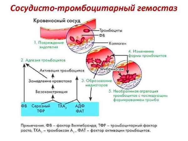 Состояние гемокоагуляционного и тромбоцитарного компонентов гемостаза под влиянием антибиотиков в опытах in vitro 