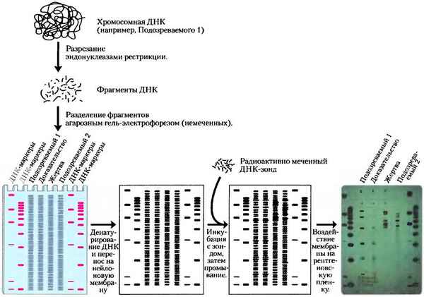 Компъютерный анализ генома Vibrio vulnificus для выявления потенциальных локусов вариабельных простых тандемных повторов