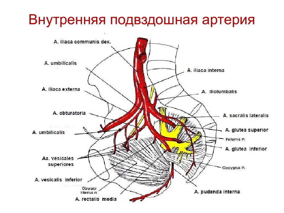 Анатомия внутренних подвздошных артерий плода
