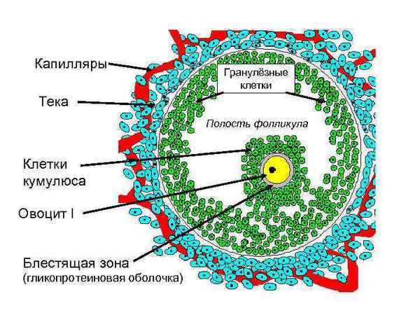 Структурно-метаболические показатели гранулезы и кумулюса в процессе селекции овариальных фолликулов