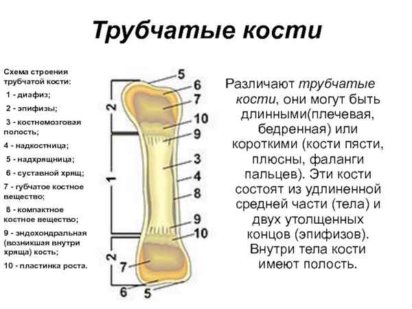 К вопросу о форме поперечного сечения диафизов длинных трубчатых костей человека
