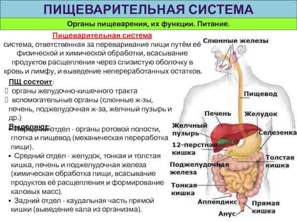 Морфологические особенности органов пищеварительной и иммунной системы при использовании в рационе беременных животных природного минерального комплекса