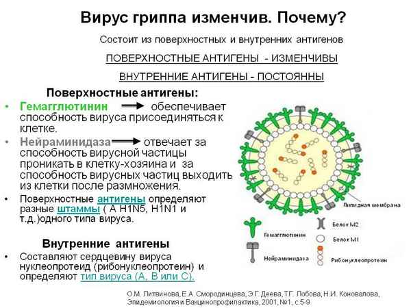 Исследование антигенного дрейфа гемагглютинина вируса гриппа типа В