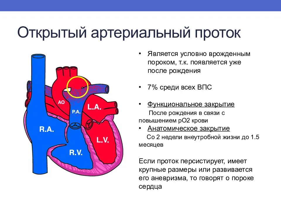 Врожденные пороки сердца и их влияние на артериальную систему почек