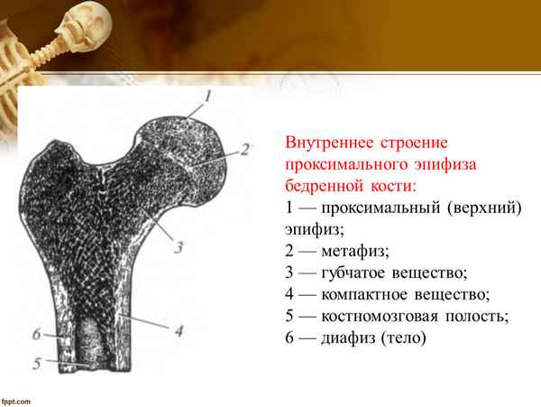 Некоторые топографоанатомические и биомеханические особенности строения проксимального эпифиза бедренной кости человека