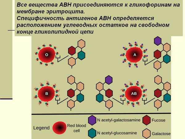 Белковый спектр мембран и иммуностимулирующие свойства эритроцитов после воздействия ультразвуком in vitro 