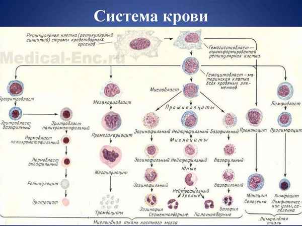 Функциональное состояние микрофагоцитов периферической крови у пациенток с расстройствами репродуктивной системы в пубертатном периоде