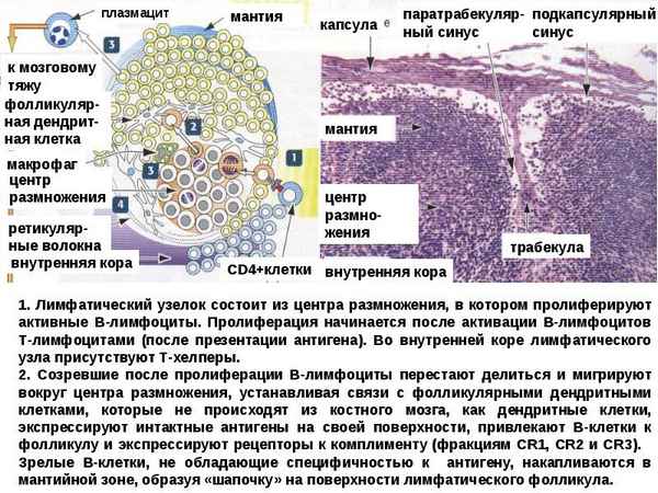Морфологическая хаpaктеристика колоний стромальных клеток-предшественников в культурах гетеротопных трaнcплантатов костного мозга и селезёнки мышей разного возраста