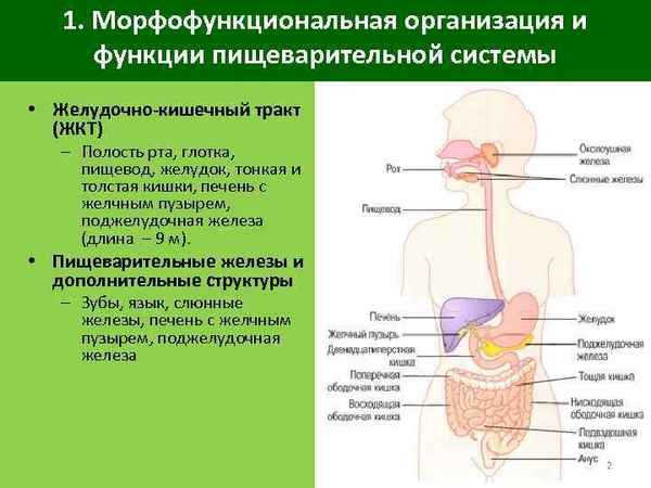 Морфологические основы no-ергической регуляции органов желудочно-кишечного тpaкта 