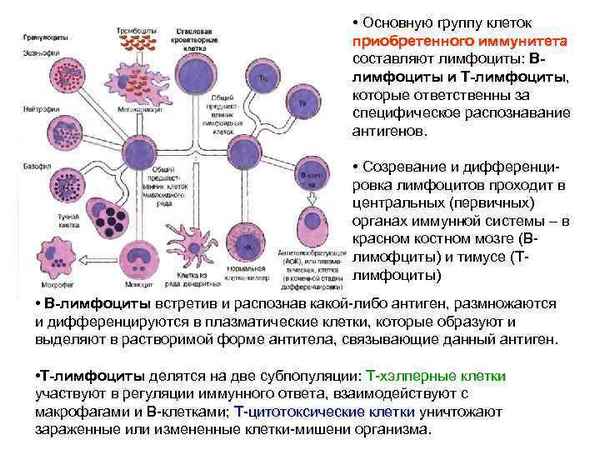 Структурные особенности плазматической мембраны лимфоцитов при хроническом вирусном гепатите С