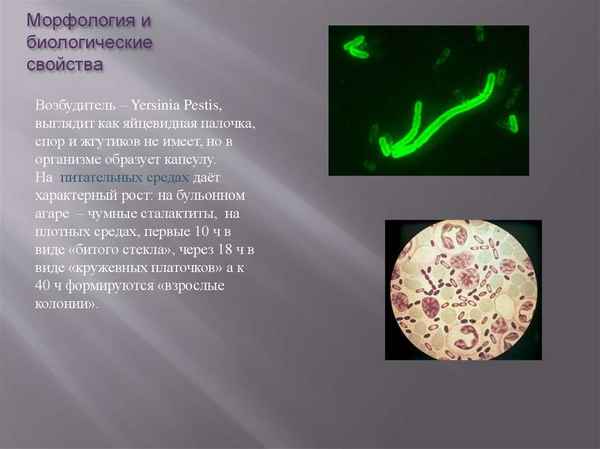 Биологические свойства msbB мутантов Y.pestis