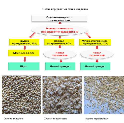 Оценка семян амаранта и продуктов его переработки с позиции безопасности 
