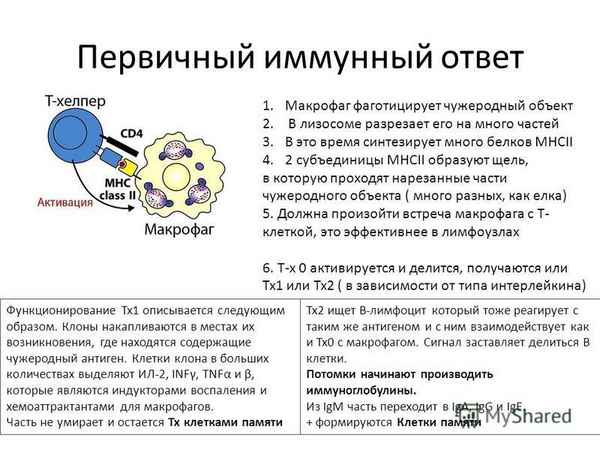 Изменение микровязкости плазматической мембраны лимфоцитов при хроническом вирусном гепатите В