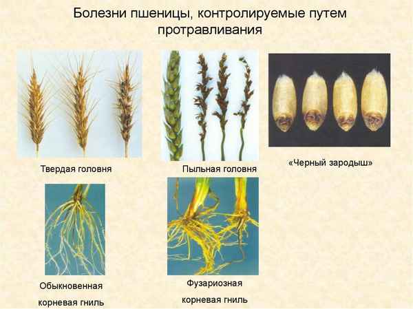 Сравнительная хаpaктеристика поражения различных сортов ози-мой пшеницы фузариозом колоса в Краснодарском крае