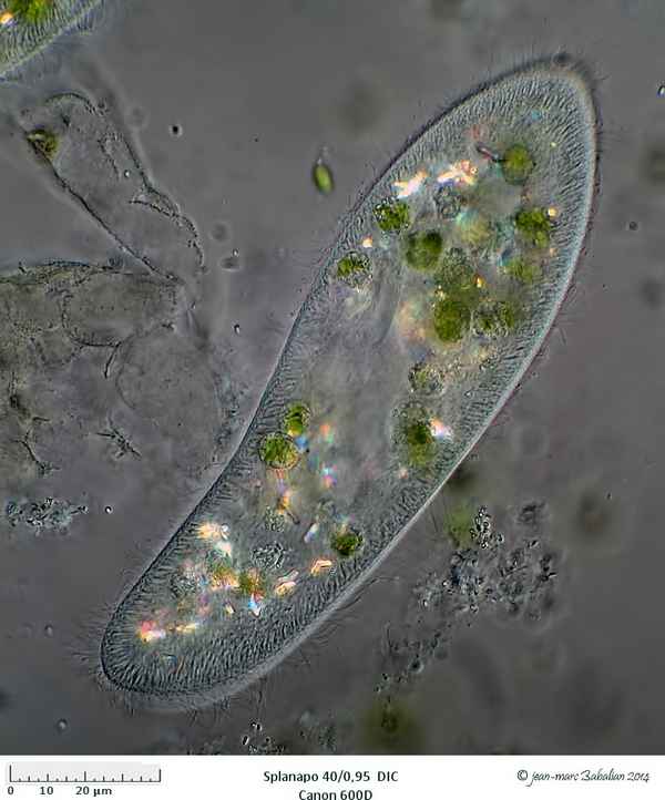 Влияние условий культивирования бактерий на динамику развития paramecium caudatum