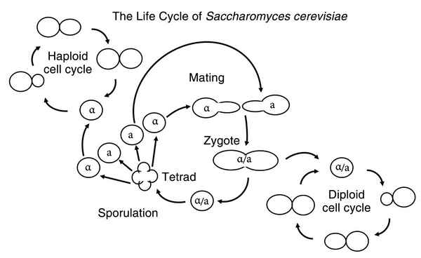 Биотрaнcформация облепихового сока экзоферментами Saccaromyces cerevisiae 